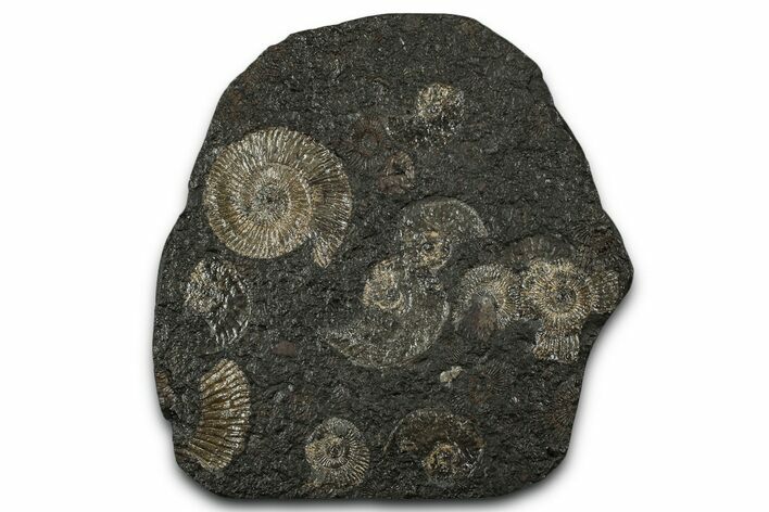 Fossil Ammonite Cluster - Posidonia Shale, Germany #353547
